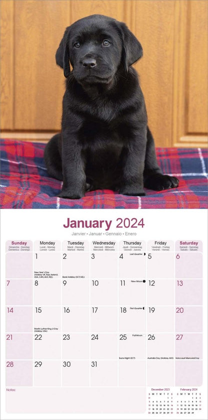 Labrador Retriever Black Square Wall Calendar 2024