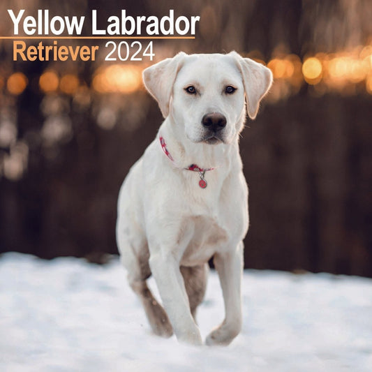 Yellow Labrador Retriever Square Wall Calendar 2024