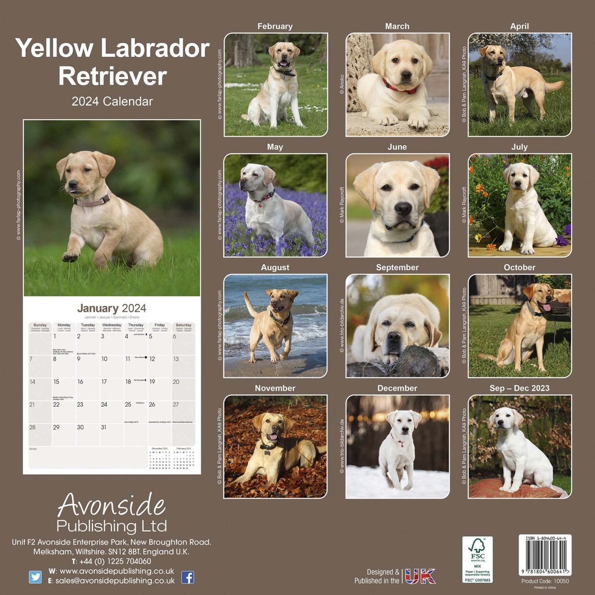 Yellow Labrador Retriever Square Wall Calendar 2024