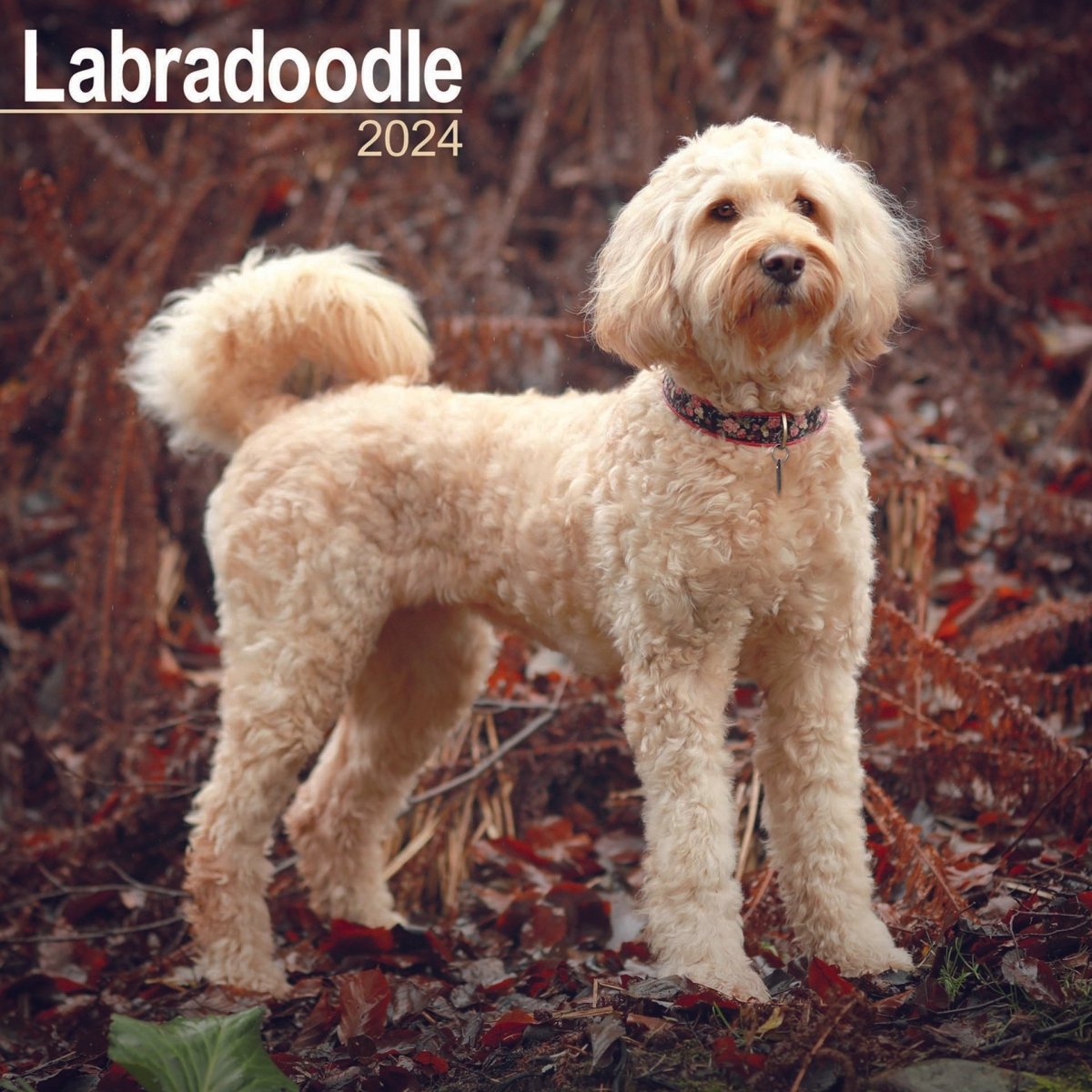 Labradoodle Square Wall Calendar 2024 RSPCA Shop   4520000220124 CA0217 1 507460 