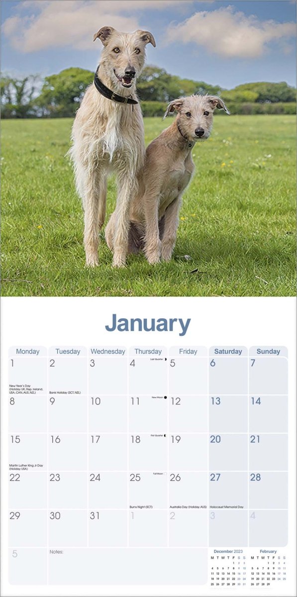 Lurcher Square Wall Calendar 2024