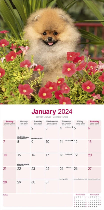 Pomeranian Square Wall Calendar 2024