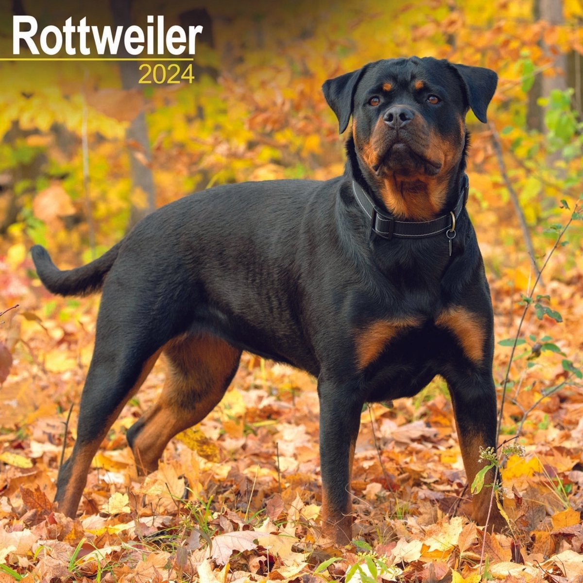 Rottweiler Square Wall Calendar 2024 RSPCA Shop