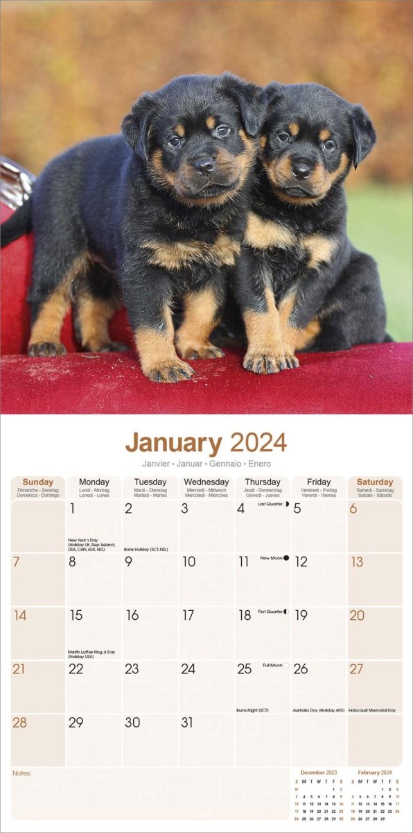 Rottweiler Square Wall Calendar 2024