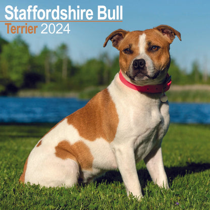 Staffordshire Bull Terrier Square Wall Calendar 2024
