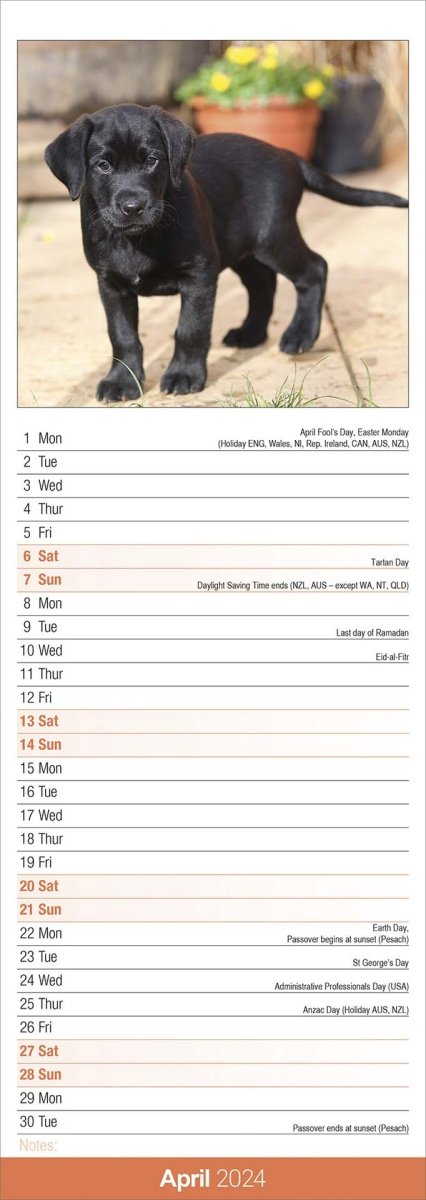 Labrador Retriever Black Slim Calendar 2024
