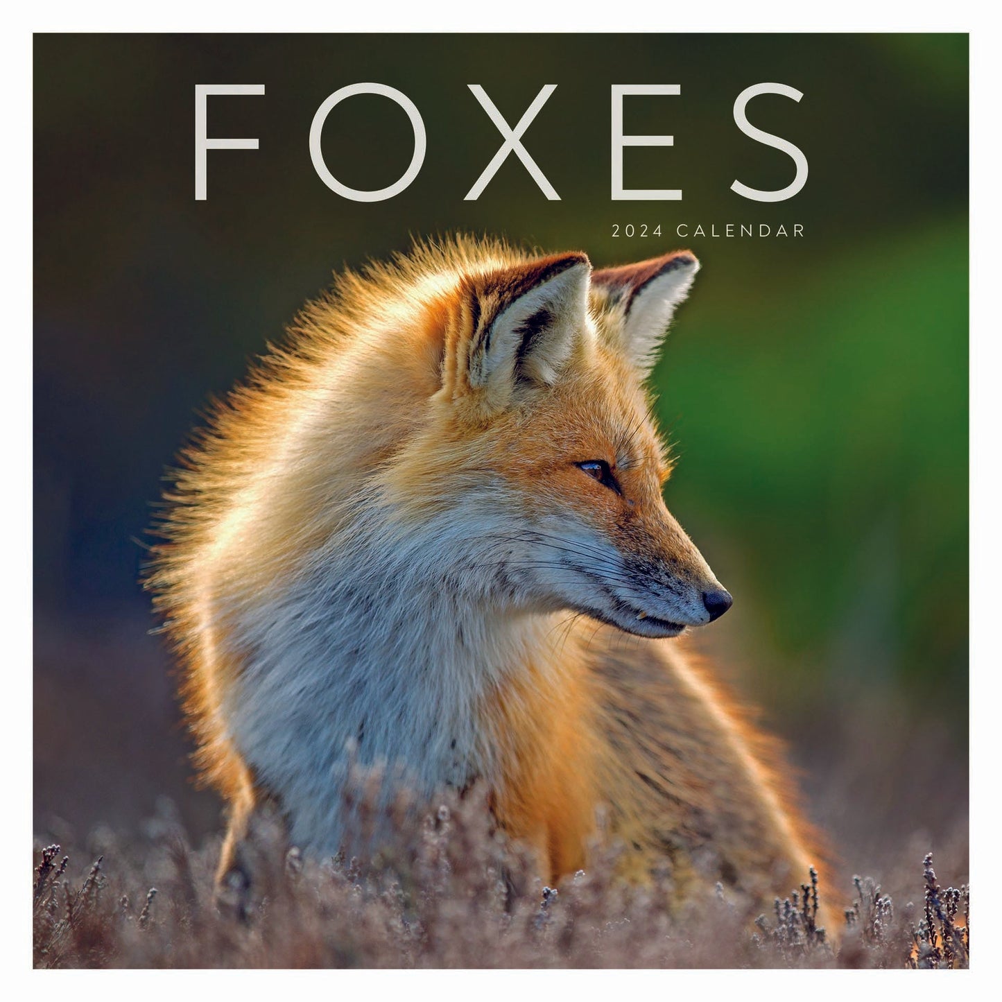 Foxes Square Wall Calendar 2024