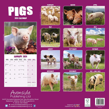 Pigs Square Wall Calendar 2024