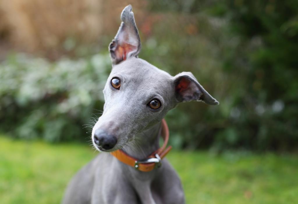 Greyhound green outlet collar